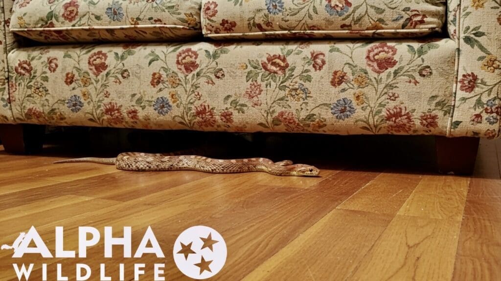 Snake in the living room of home in Farragut TN